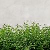 Stiklo plokštė 60/60 Betonas Herbs Esg paveikslėlis
