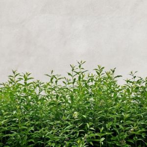 Paveikslėlis Stiklo plokštė 60/60 Betonas Herbs Esg