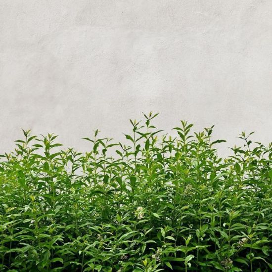 Stiklo plokštė 60/60 Betonas Herbs Esg paveikslėlis