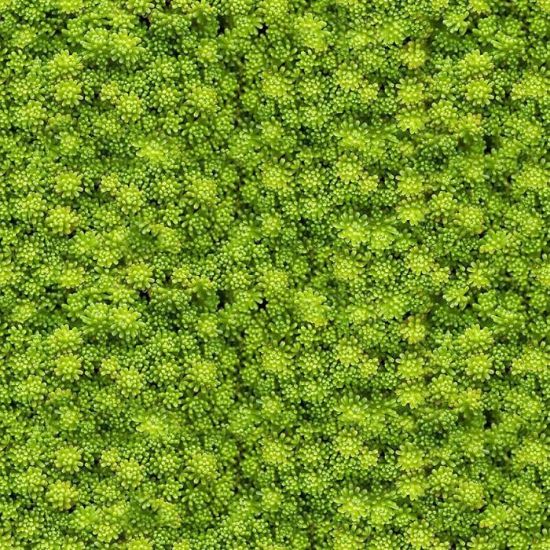 Stiklo plokštė 60/60 Evergreen-2 Esg paveikslėlis
