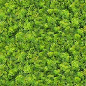 Paveikslėlis Stiklo plokštė 60/60 Evergreen-1 Esg Paveikslėlis Stiklo plokštė 60/60 Evergreen-1 Esg